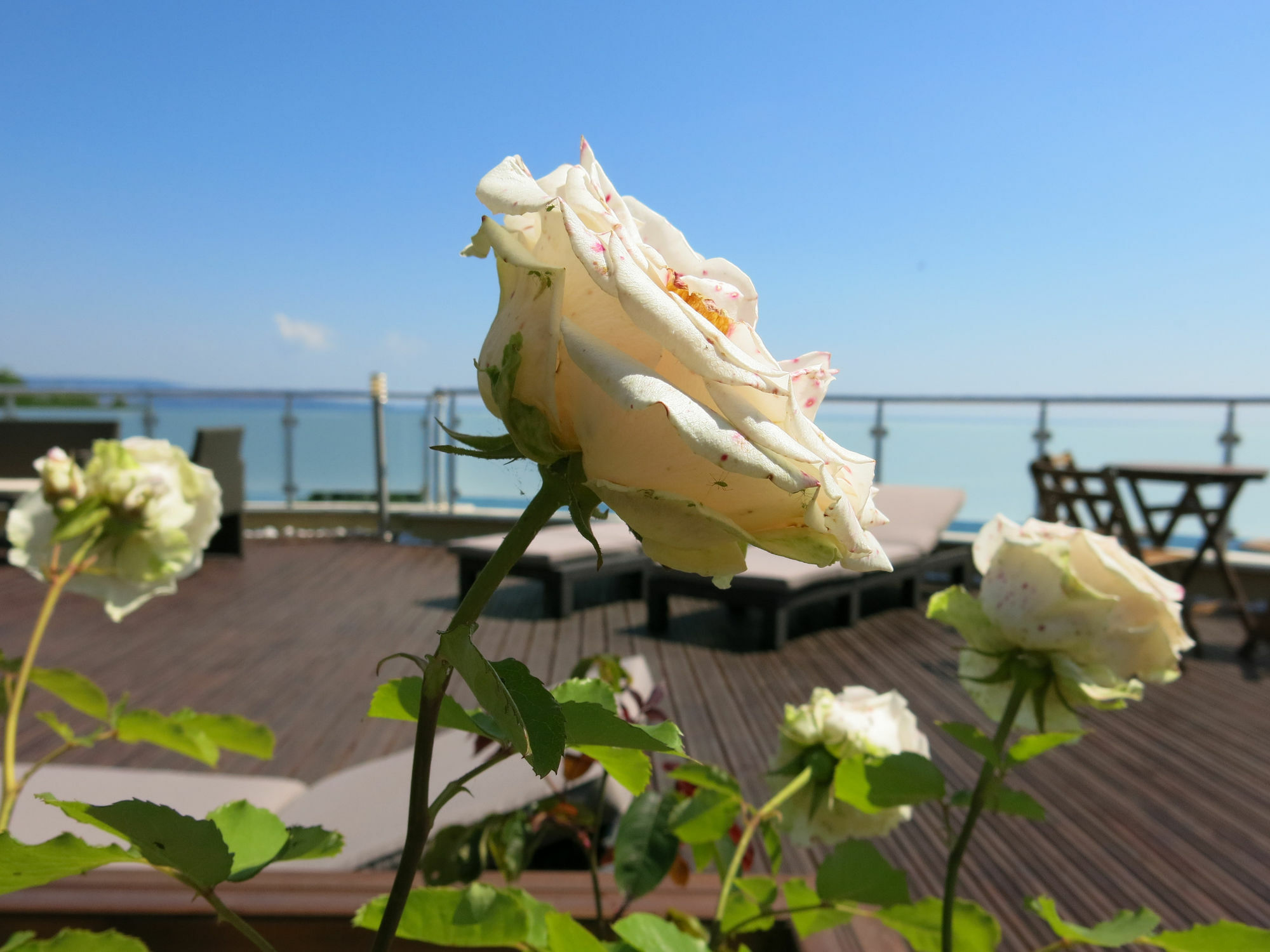 Family Hotel Albizia Beach Varna ภายนอก รูปภาพ